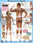 Blueprint for Health Your Muscles Anatomical Chart